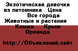 Экзотическая девочка из питомника › Цена ­ 25 000 - Все города Животные и растения » Кошки   . Крым,Ореанда